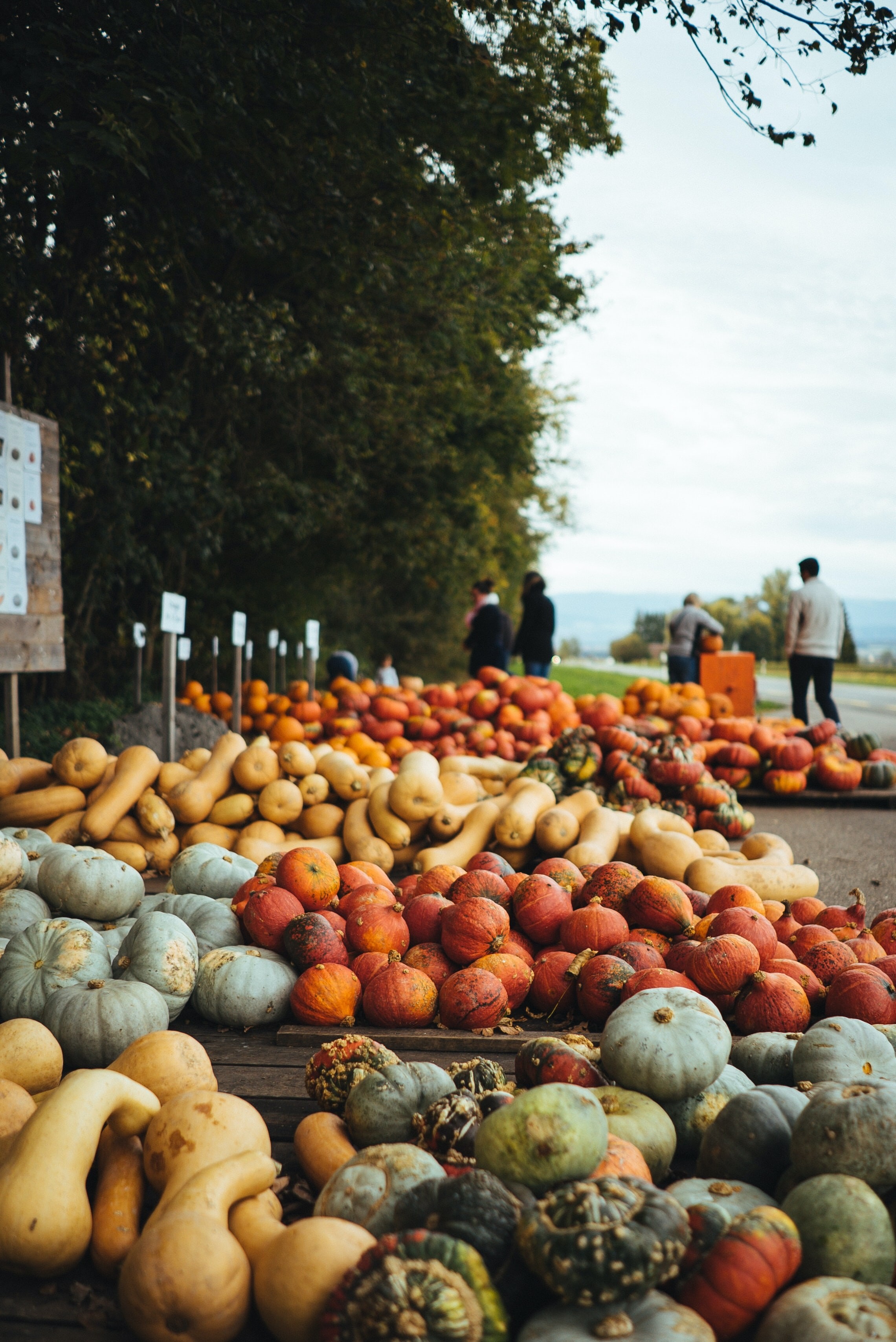 america-culinary-pumpkin-squash