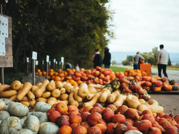 america-culinary-pumpkin-squash