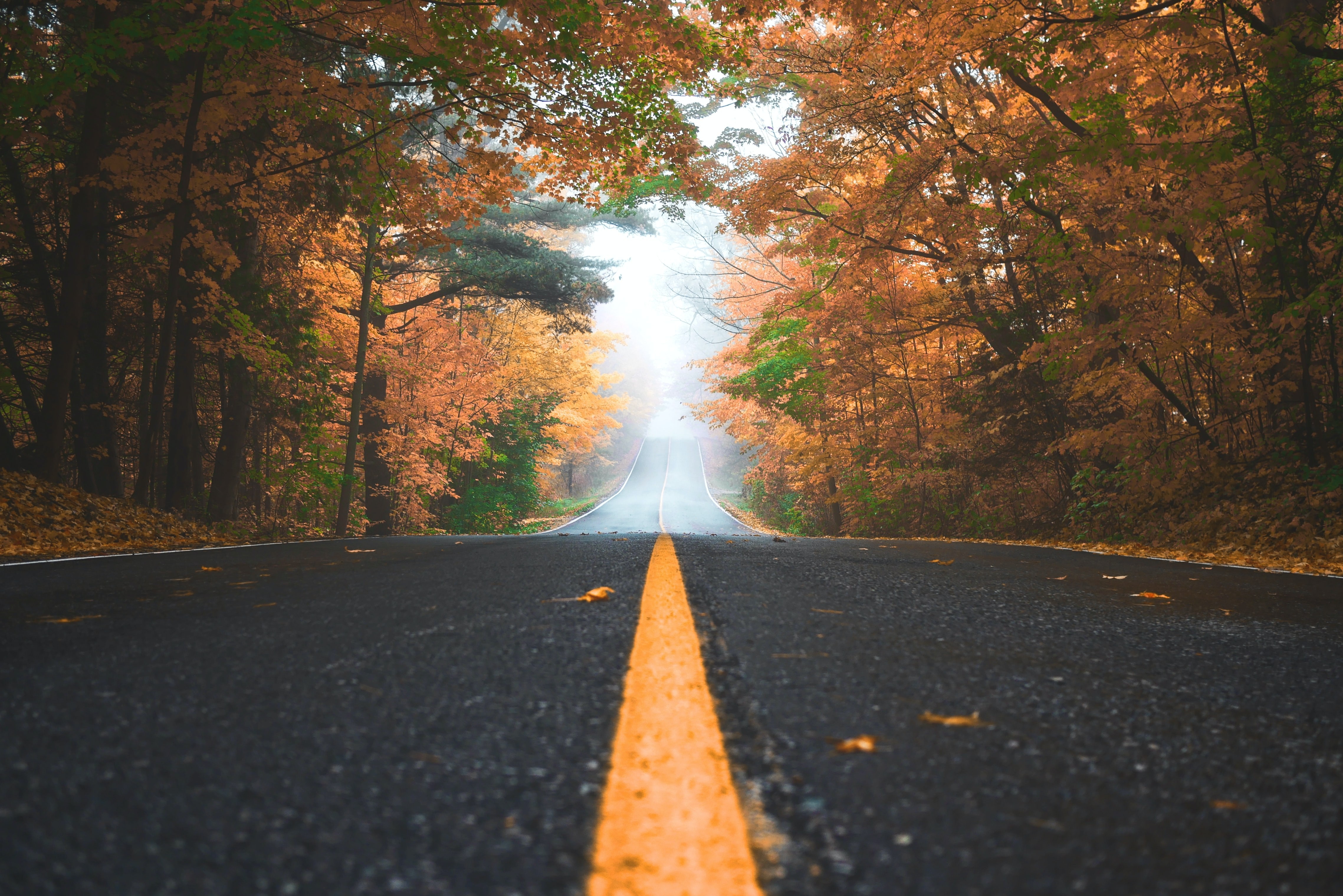 A quiet road winding through a forest in Canada, framed by mist and autumn foliage in warm orange tones.