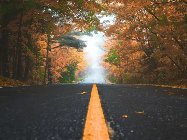 Eine ruhige Straße, die sich durch einen Wald in Kanada schlängelt, umrahmt von Nebel und Herbstlaub in warmen Orangetönen.