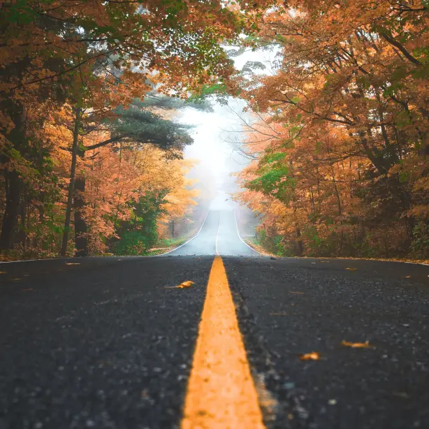 Eine ruhige Straße, die sich durch einen Wald in Kanada schlängelt, umrahmt von Nebel und Herbstlaub in warmen Orangetönen.