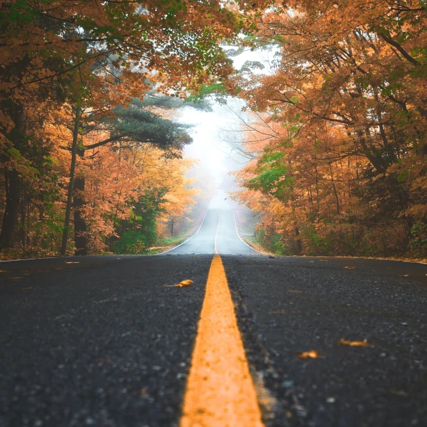 A quiet road winding through a forest in Canada, framed by mist and autumn foliage in warm orange tones.