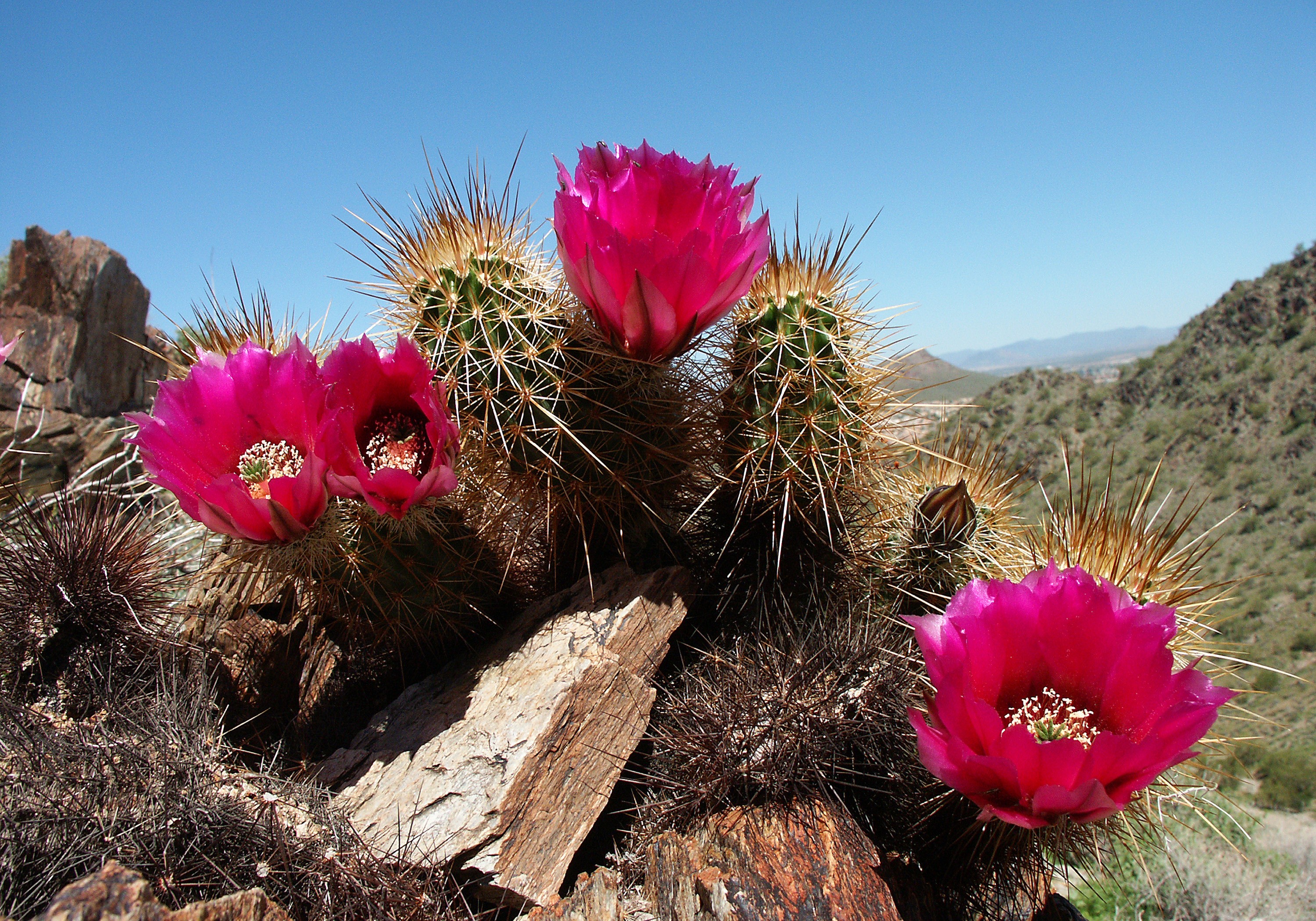 Photos Cactus Flower