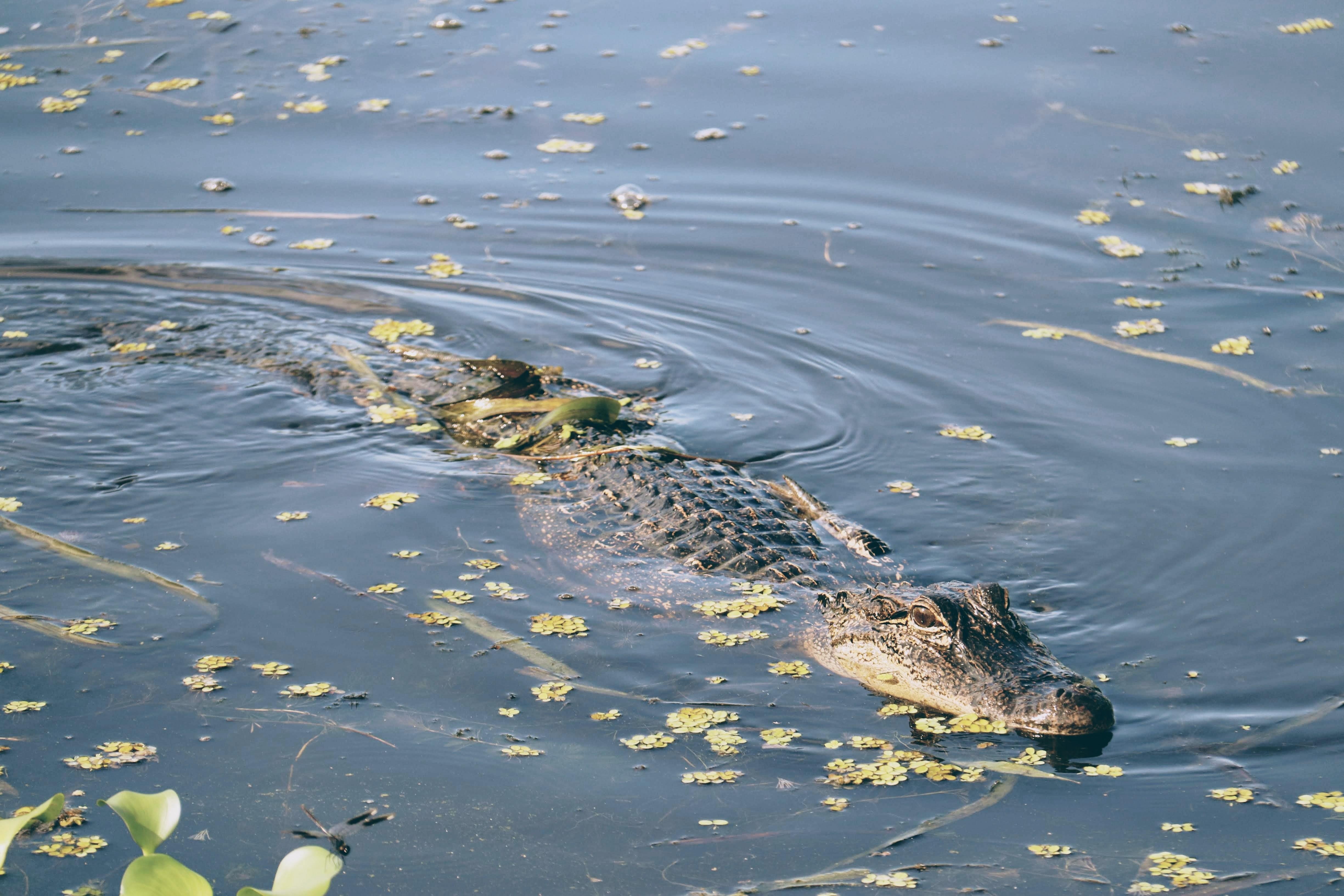 USA louisiana New Orleans aligator unsplash