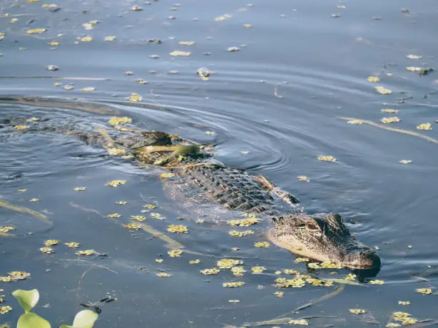 USA louisiana New Orleans aligator unsplash