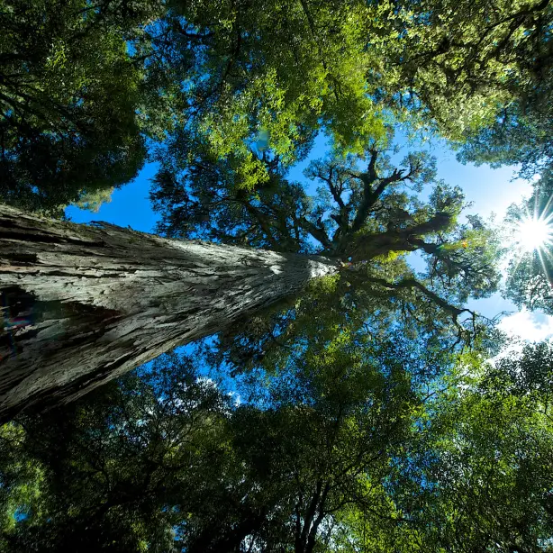 Omhoog kijkend door de bomen naar de lucht
