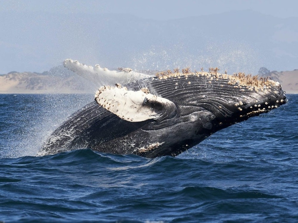 USA Kalifornien Big Sur Monterey Bay Walbeobachtung