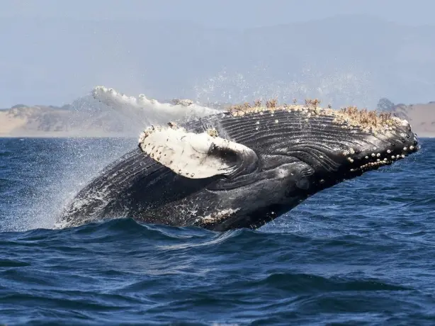 USA Kalifornien Big Sur Monterey Bay Walbeobachtung
