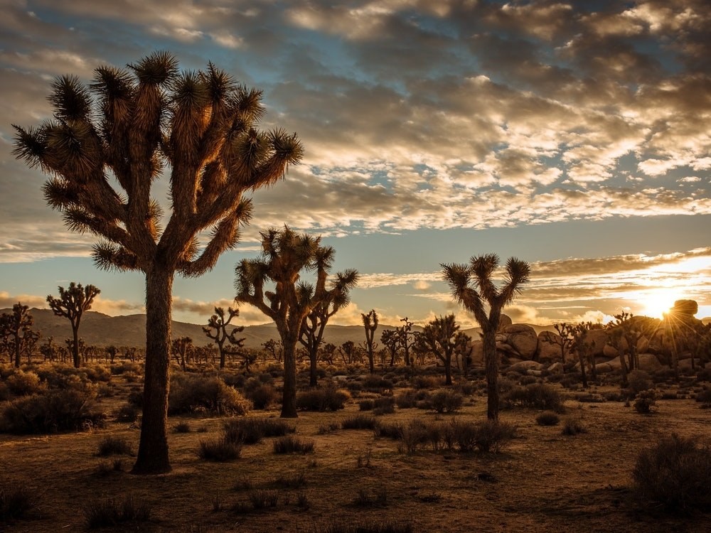 USA california Joshua Tree sunset