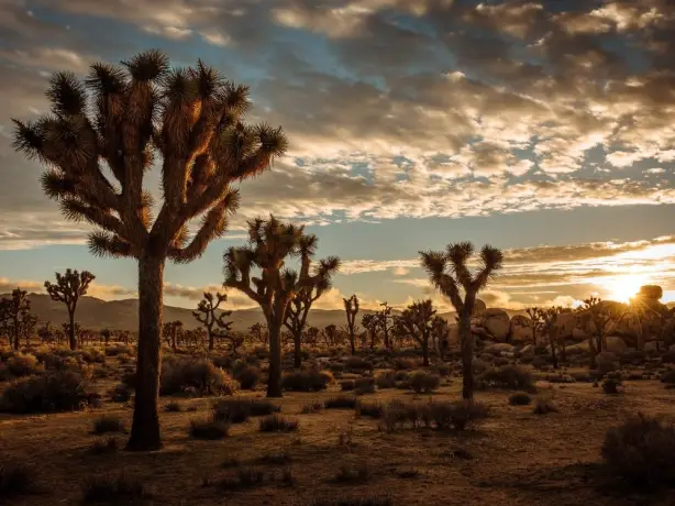 USA california Joshua Tree sunset