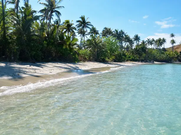 fiji beach with palm trees and turquoise water