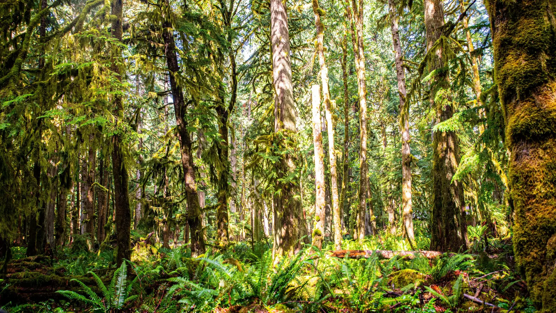Regenwald mit Farn in Washington State