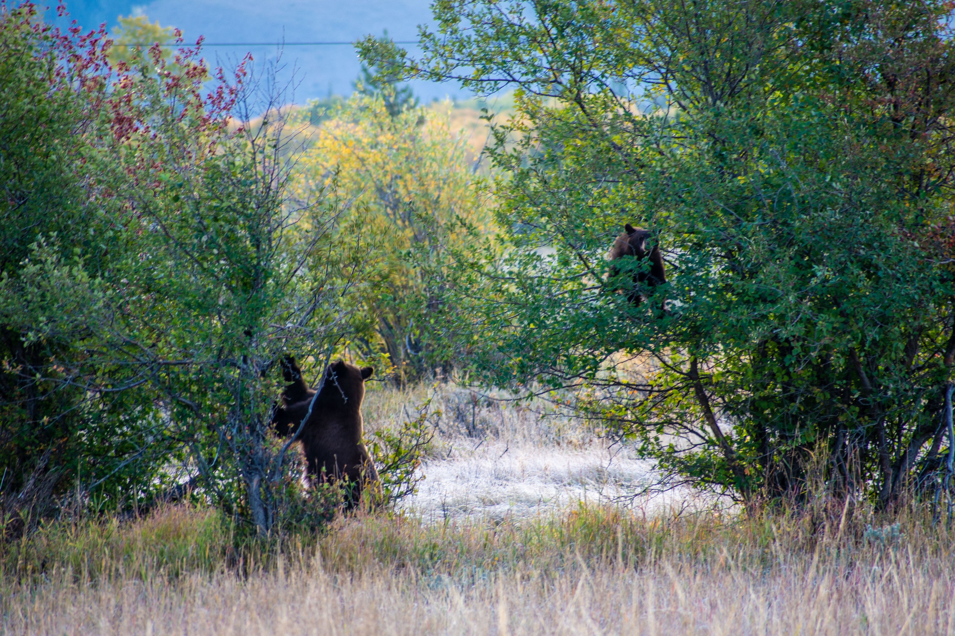 USA Wyoming Grand Teton Nationalpark Wildlife-Tour 2