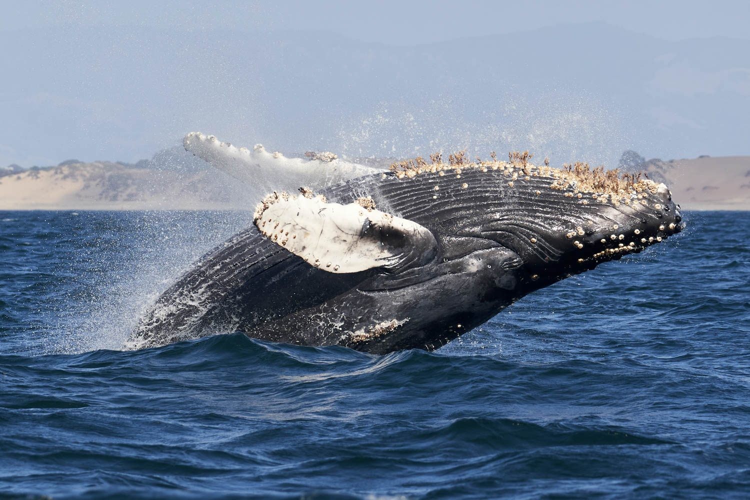 USA California Monterey Bay Whale watching c Mike Doherty unsplash