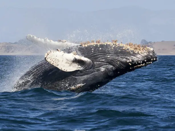 USA California Monterey Bay Whale watching c Mike Doherty unsplash