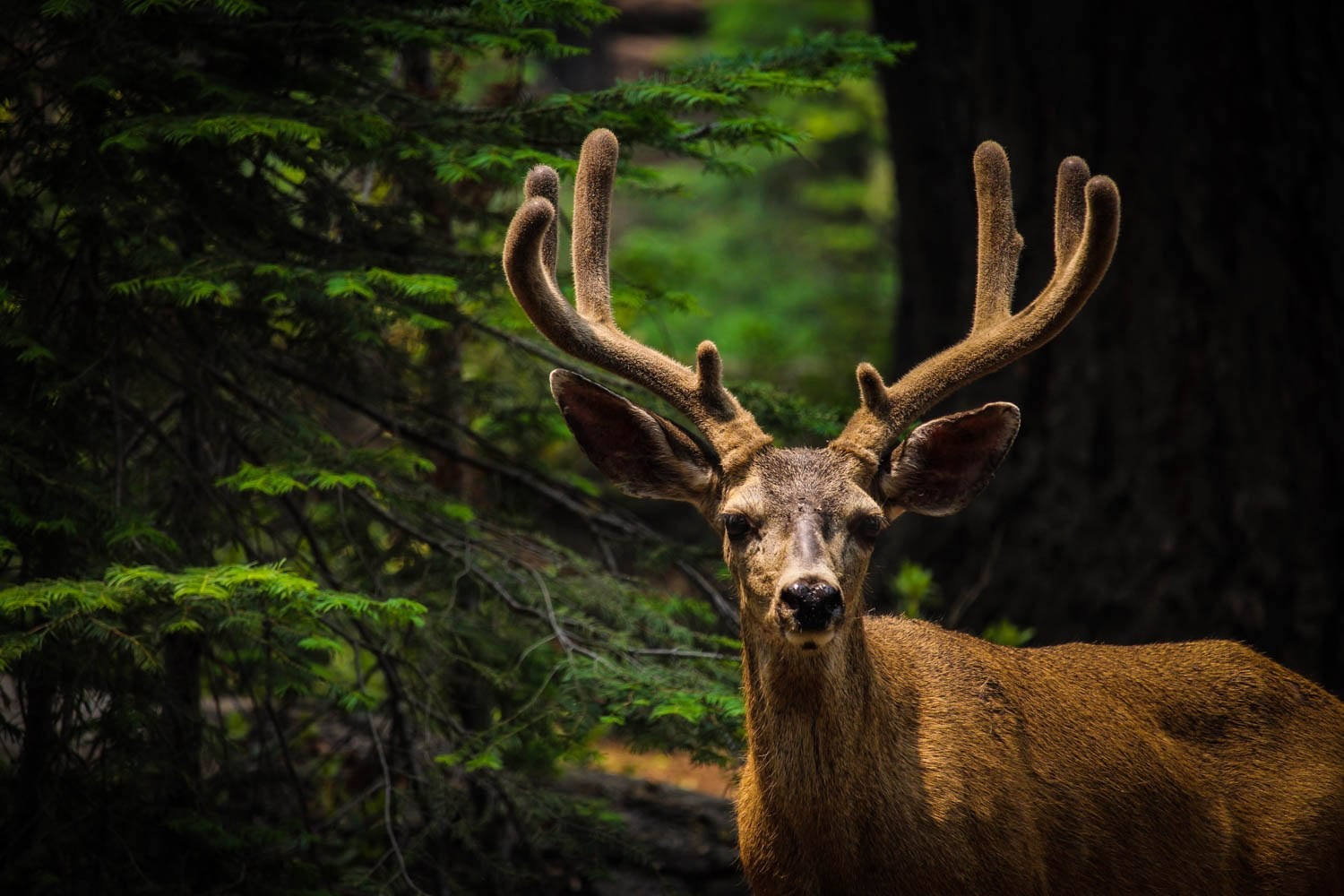 USA Yosemite National Park Deer c chloe leis unsplash