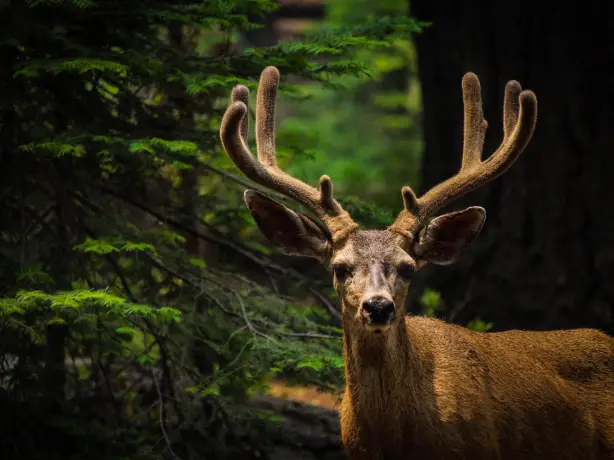 USA Yosemite National Park Deer c chloe leis unsplash