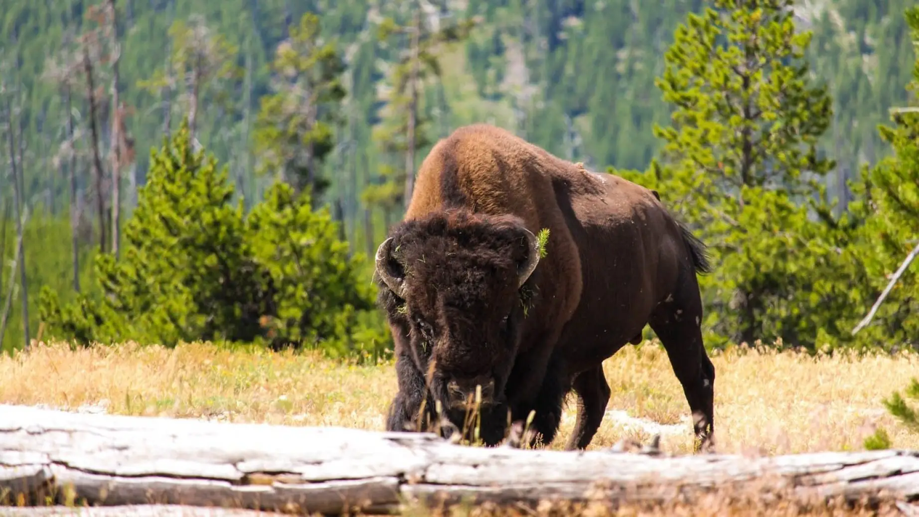 A bison grazing on grass in Yellowstone National Park, Wyoming