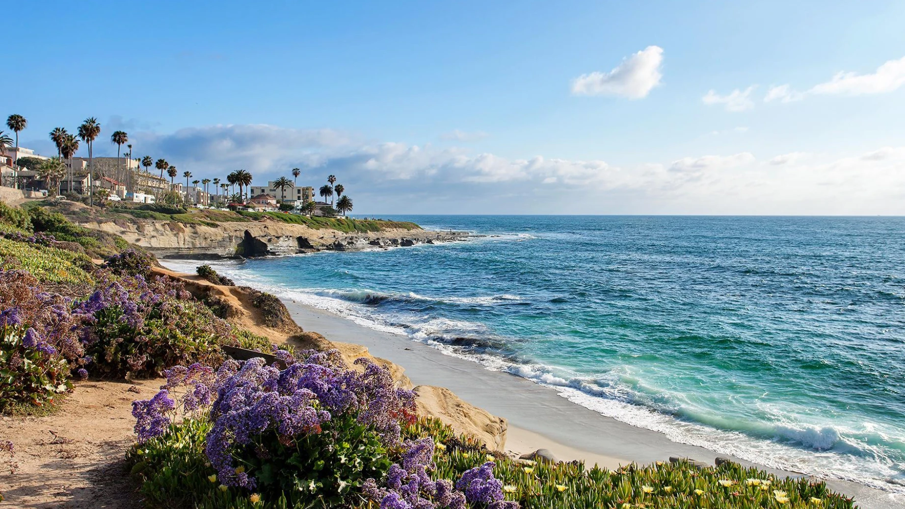 Küste von San Diego mit lila Blumen und Palmen