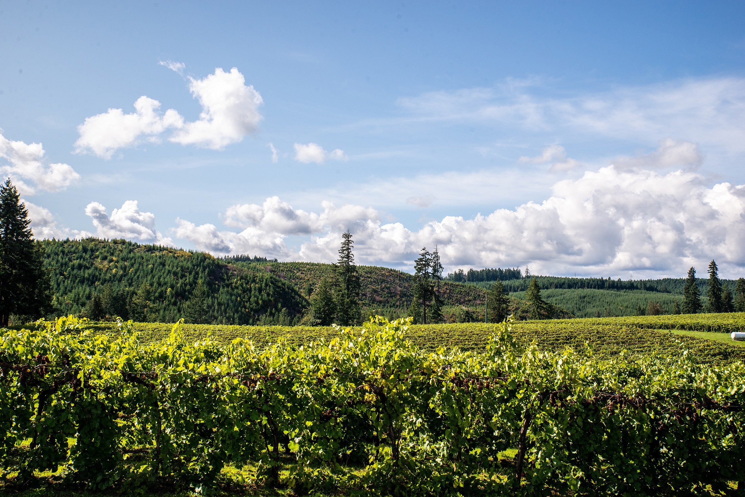 Weinberg im Willamette Valley in Oregon, USA