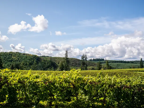 Weinberg im Willamette Valley in Oregon, USA