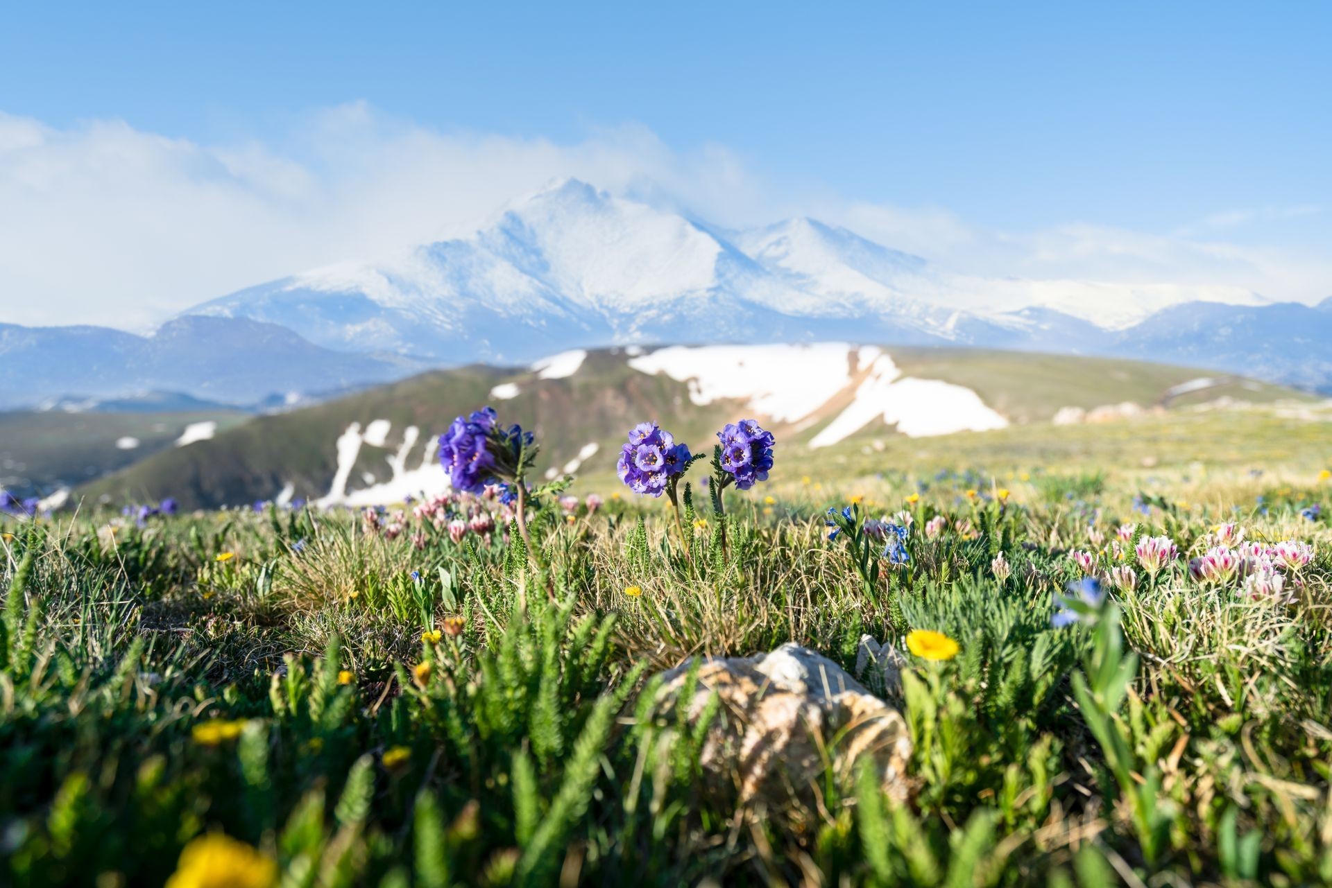 Farbenprächtige Wildblumen blühen in den malerischen Bergen von Estes Park, Colorado.