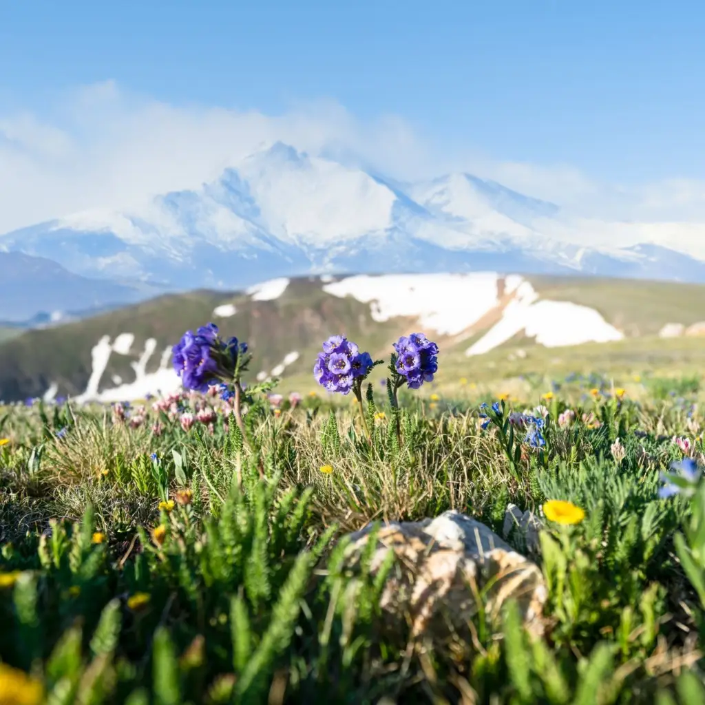 Farbenprächtige Wildblumen blühen in den malerischen Bergen von Estes Park, Colorado.