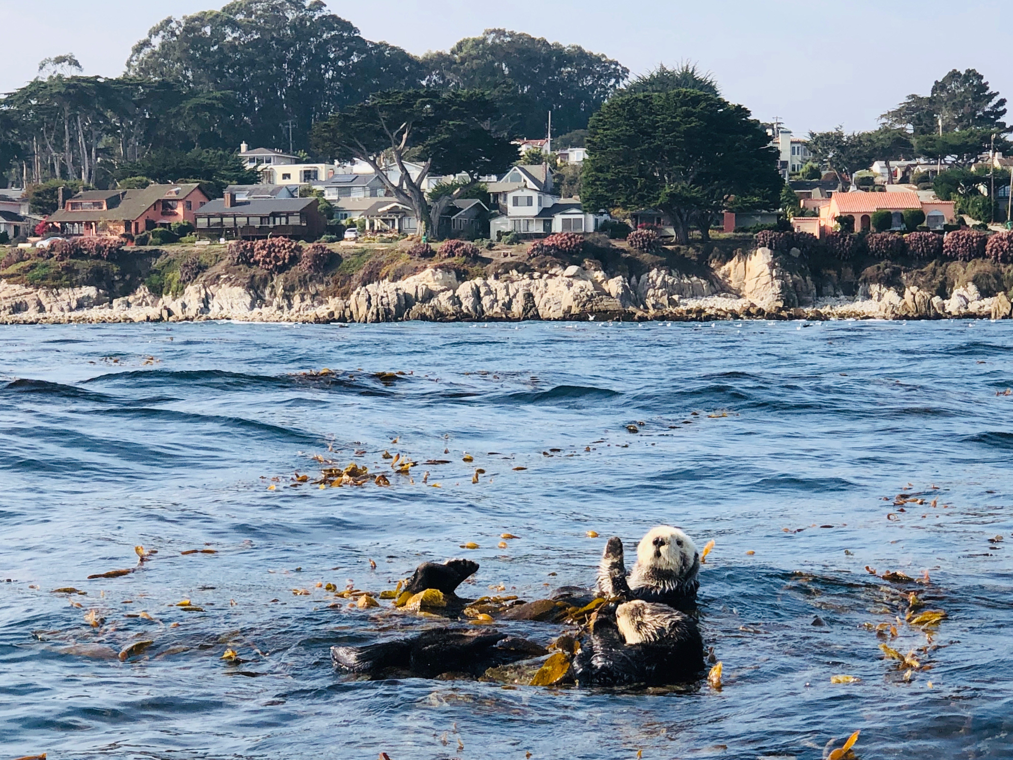 Monterey Bay Sea Otters