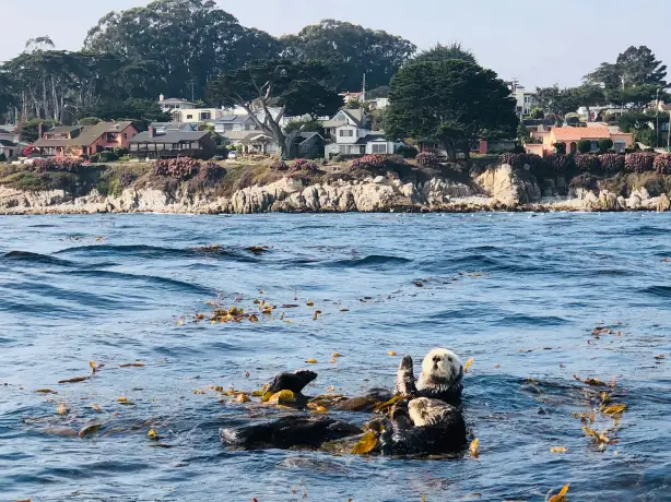 Monterey Bay Sea Otters