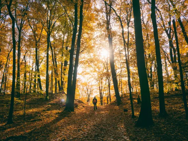Persoon wandelt door een herfstachtig bos in North Carolina met zonlicht dat door de bomen schijnt