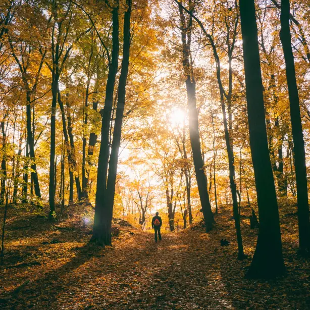 Persoon wandelt door een herfstachtig bos in North Carolina met zonlicht dat door de bomen schijnt