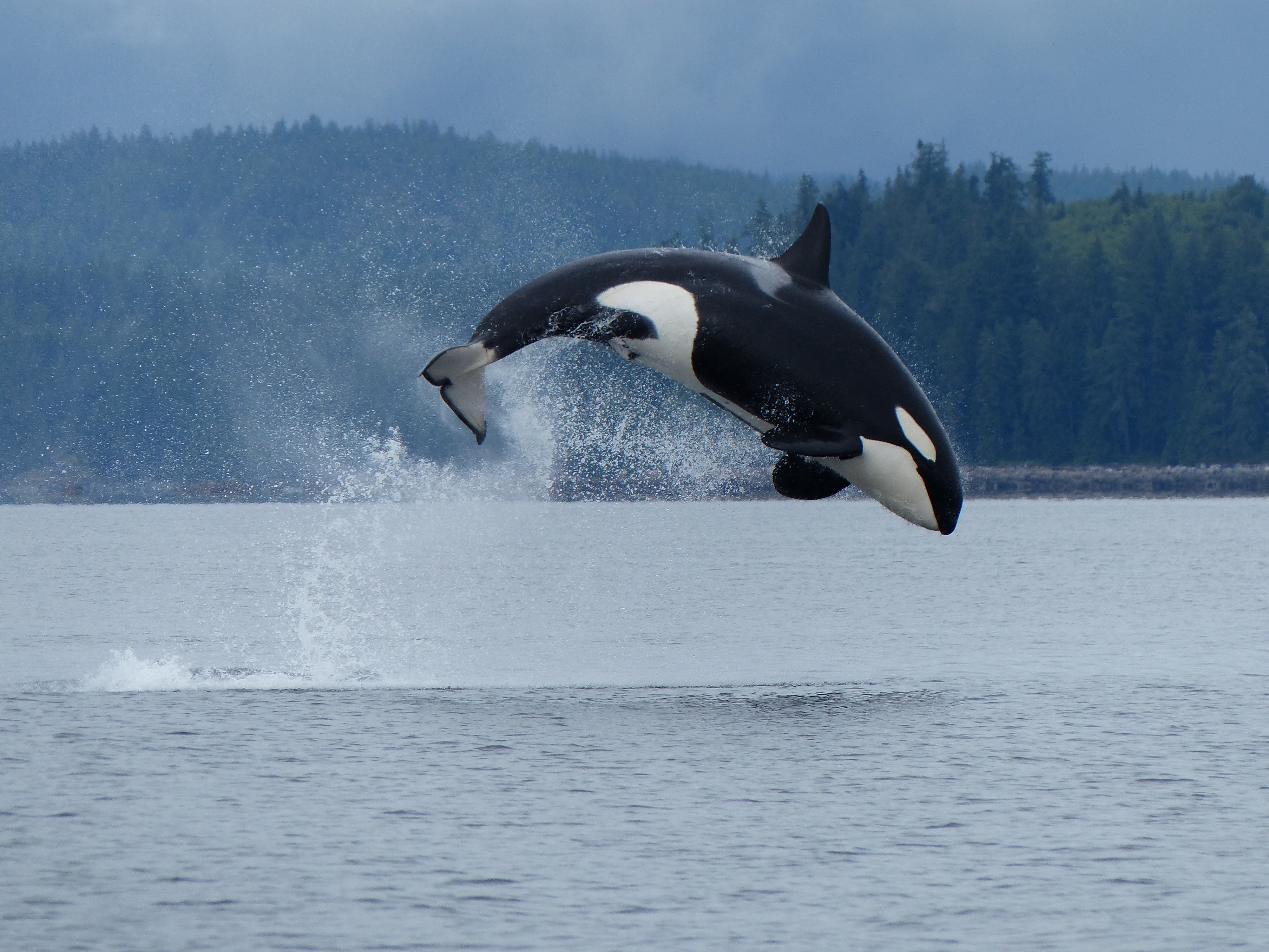 Campbell river vancouver island places canada