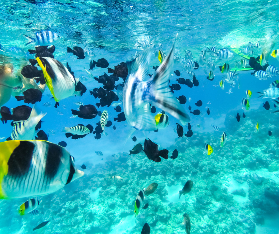 Onderwaterfoto van verschillende scholen vissen in Tahiti