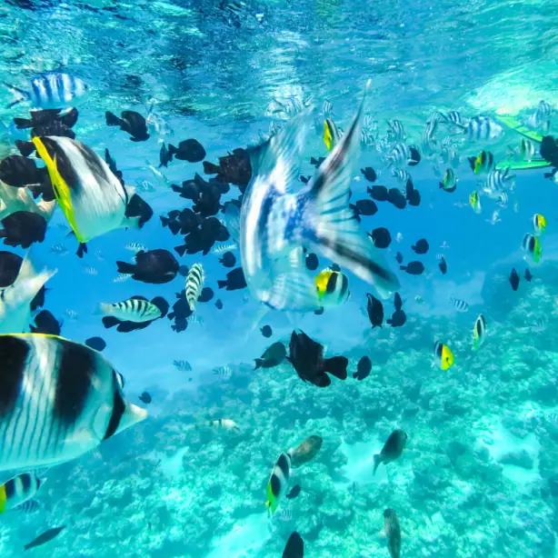 Onderwaterfoto van verschillende scholen vissen in Tahiti