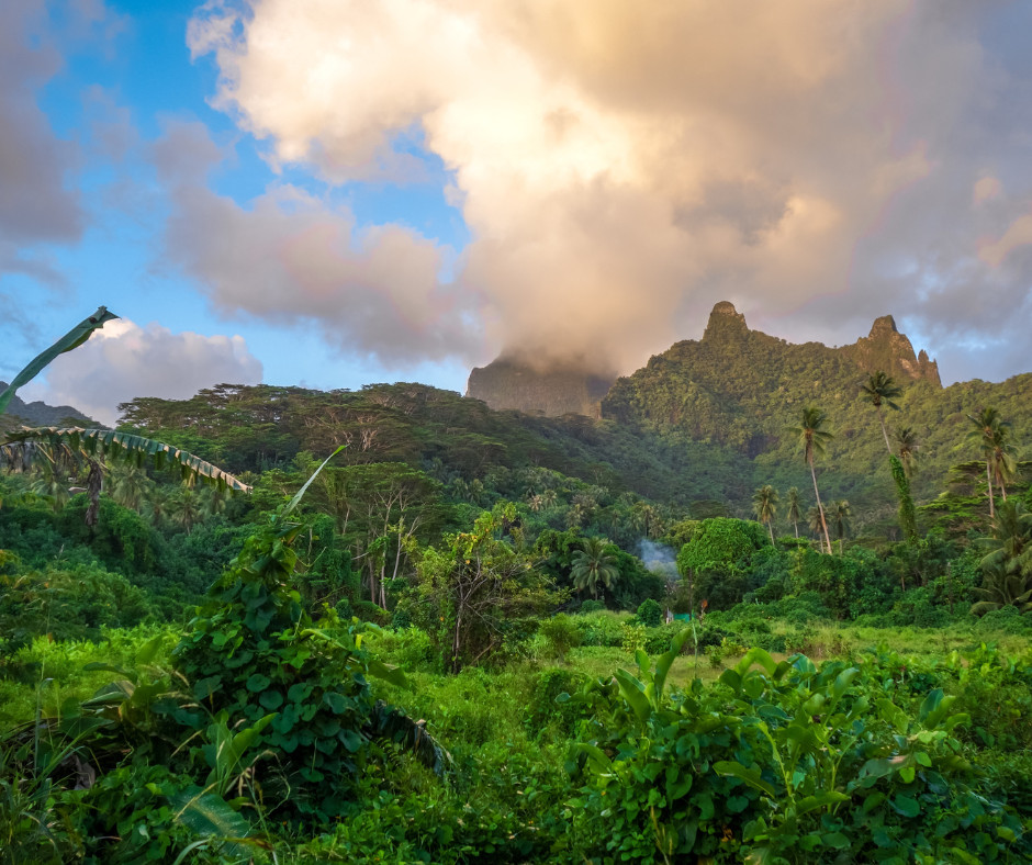 Tahiti jungle