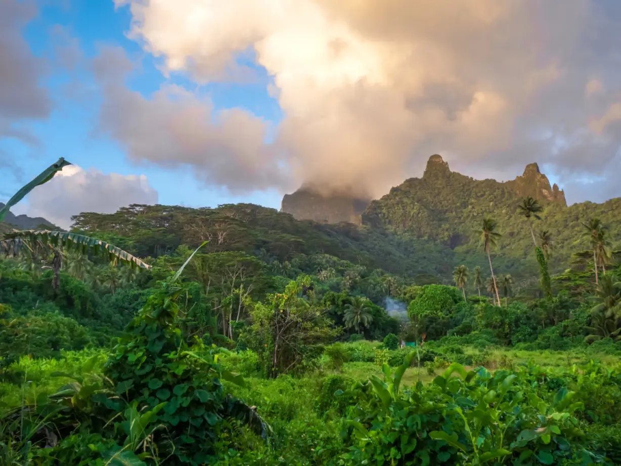 Tahiti jungle