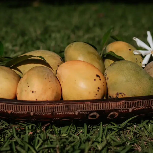 Stille eilanden Tahiti mango's in een kom op het gras