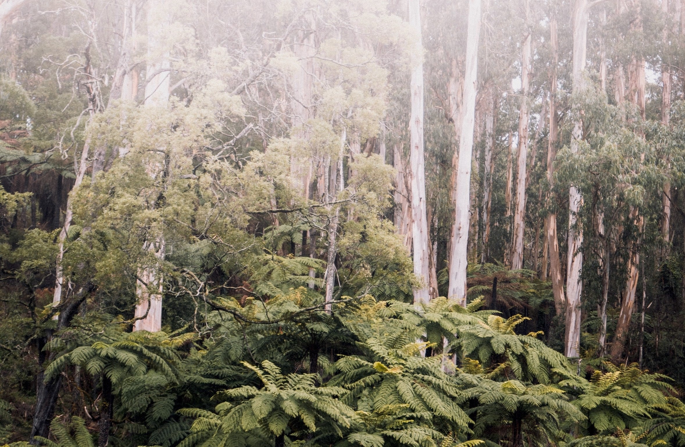 Australien Victoria Yarra Valley Dandenong