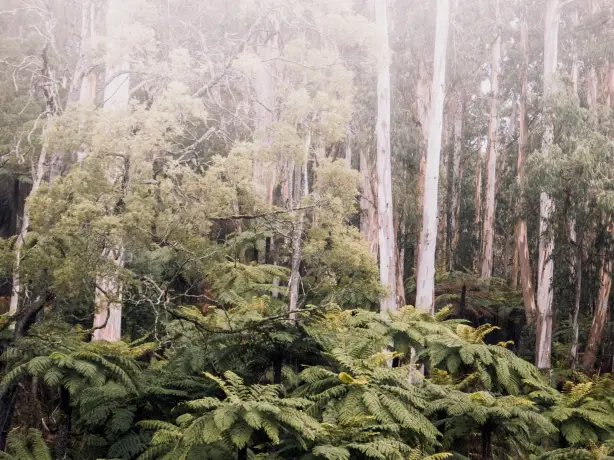 Australien Victoria Yarra Valley Dandenong
