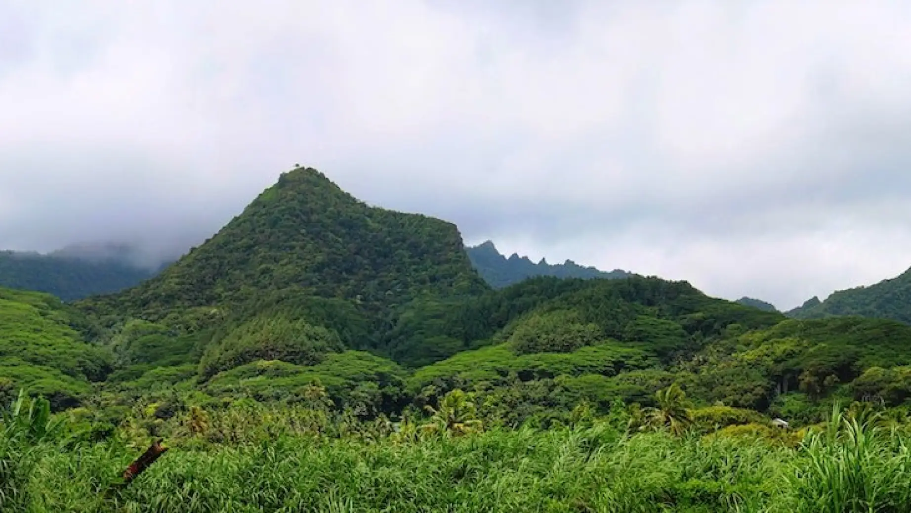 TE Cook Islands Rarotonga Regenwald