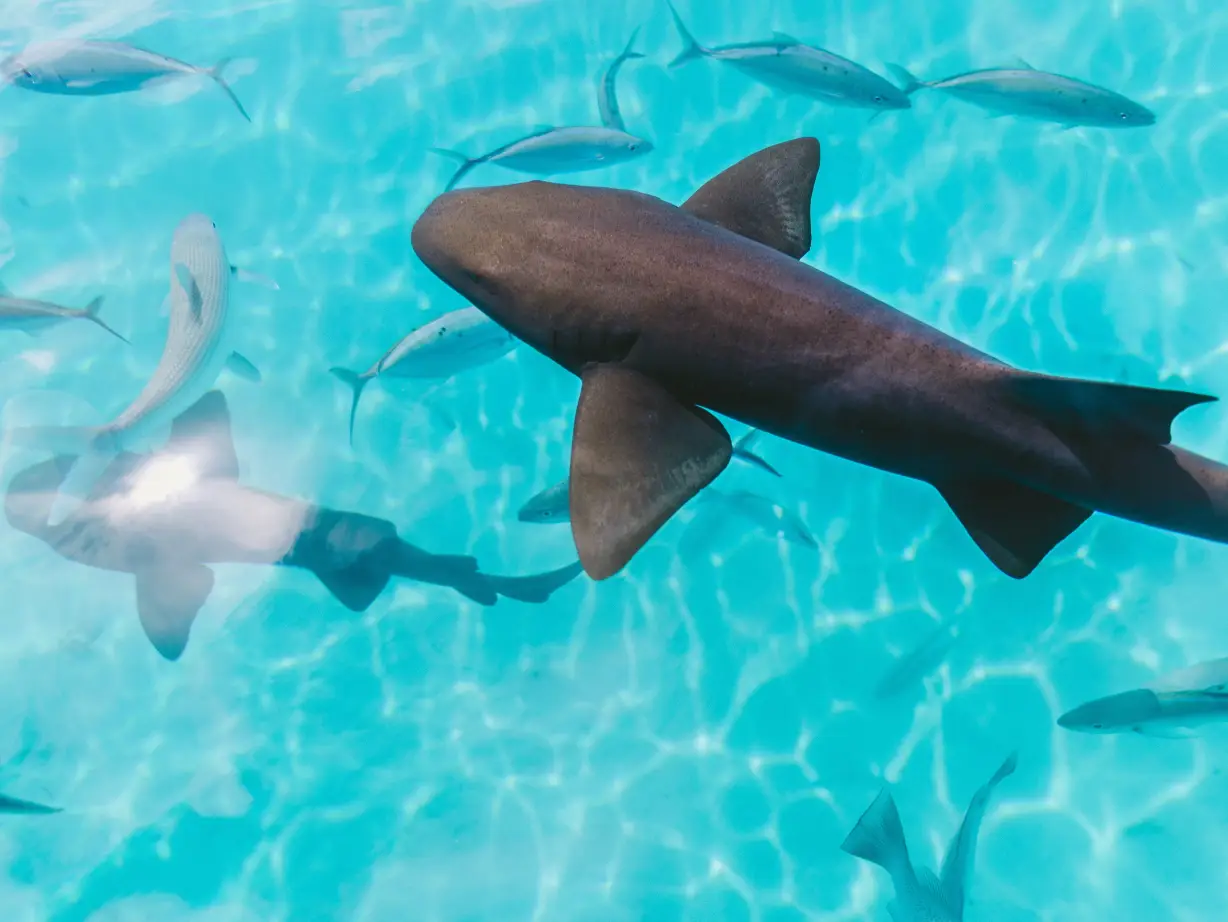 Übersicht über die im Wasser schwimmenden Haie und Fische