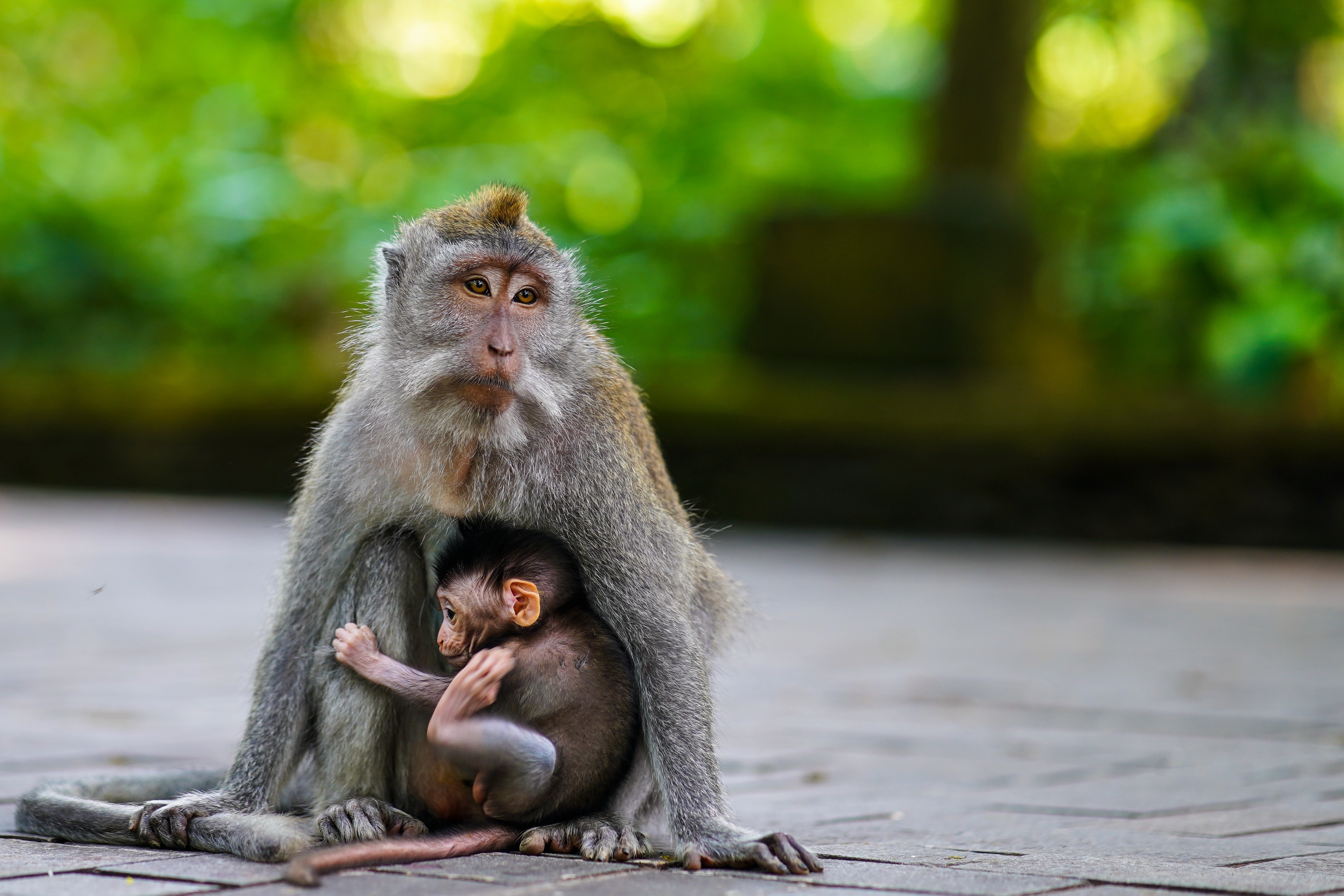 Kleiner Affe mit Baby auf Bali