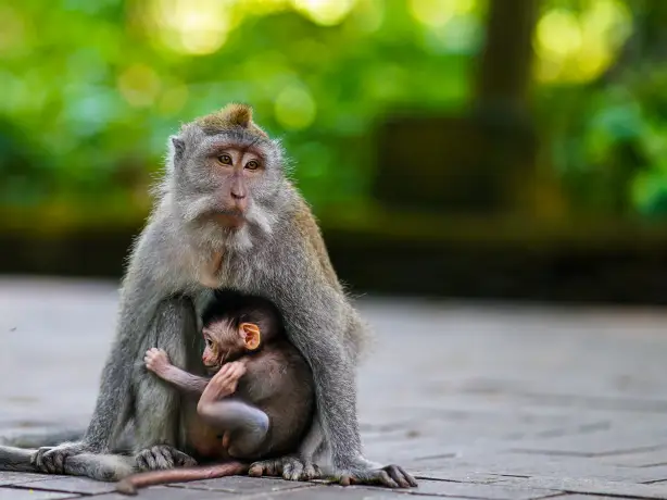 Kleiner Affe mit Baby auf Bali