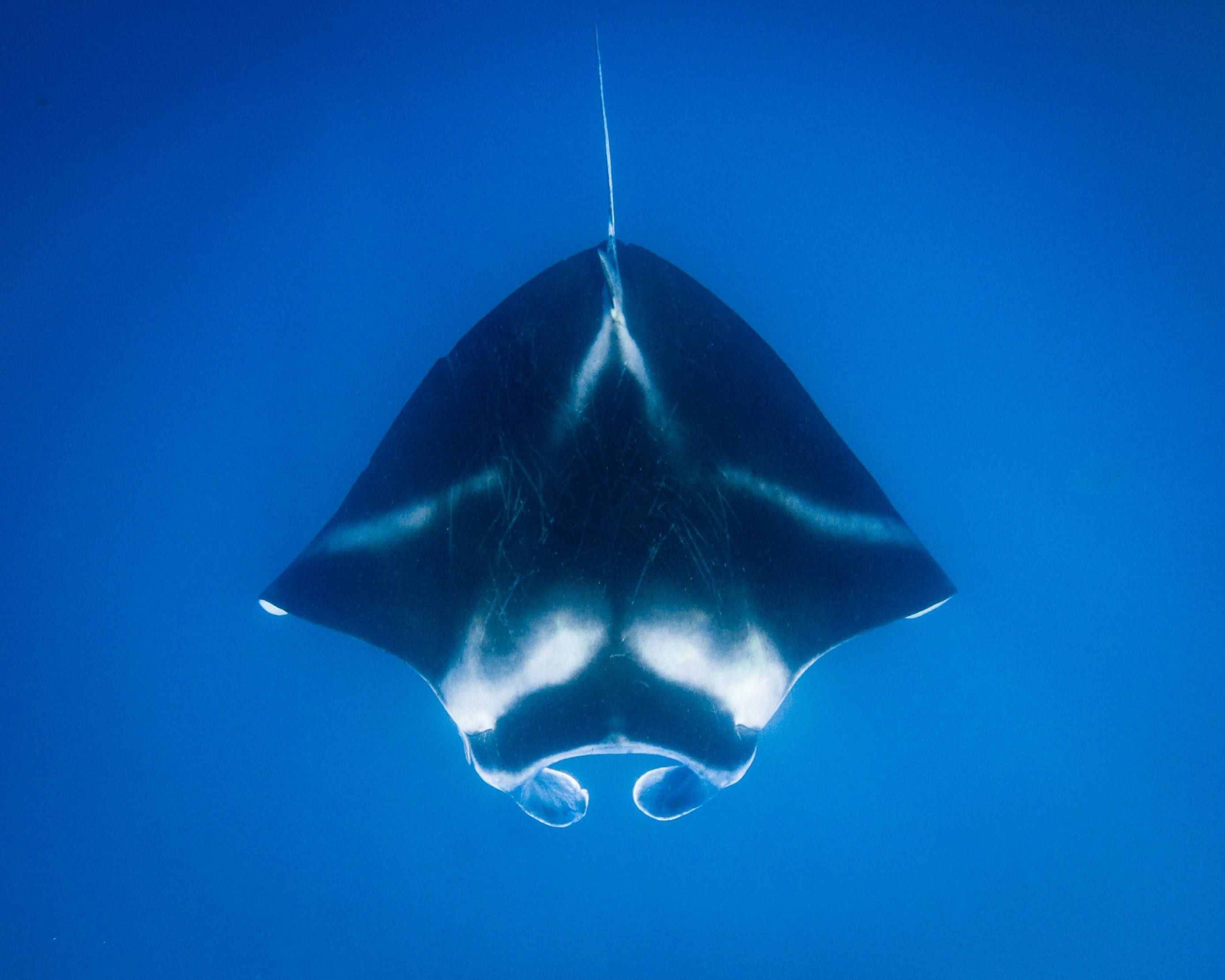 Manta van bovenaf