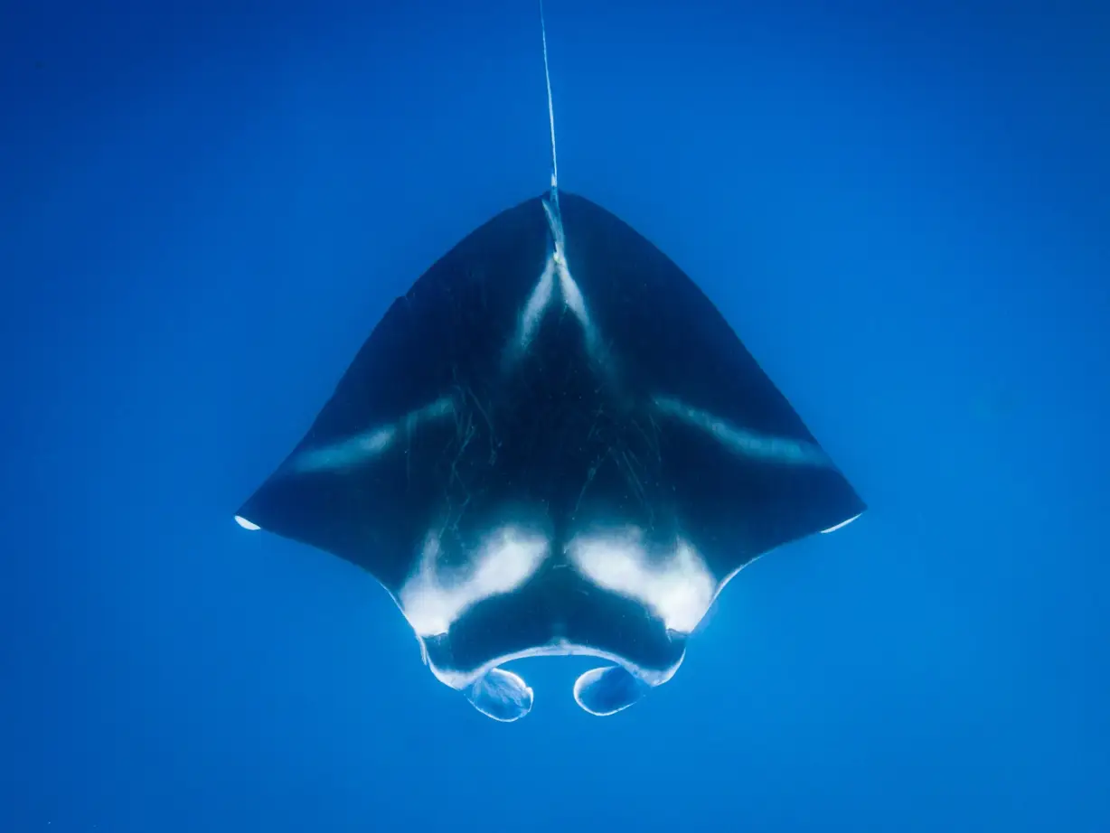 Manta-Rochen von oben