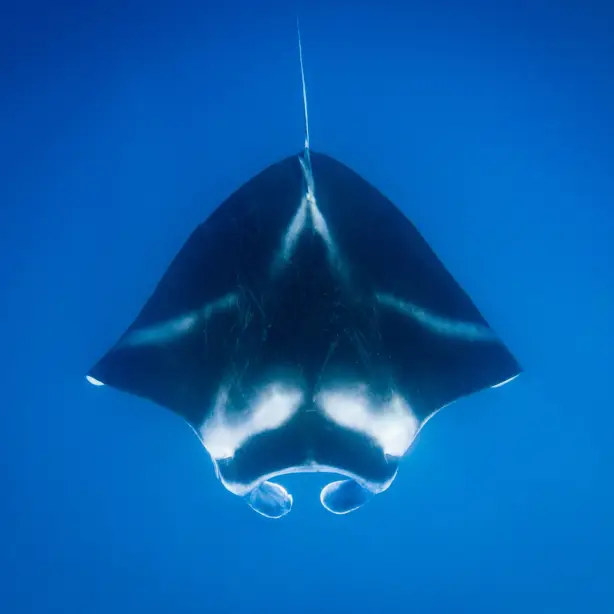 Manta van bovenaf