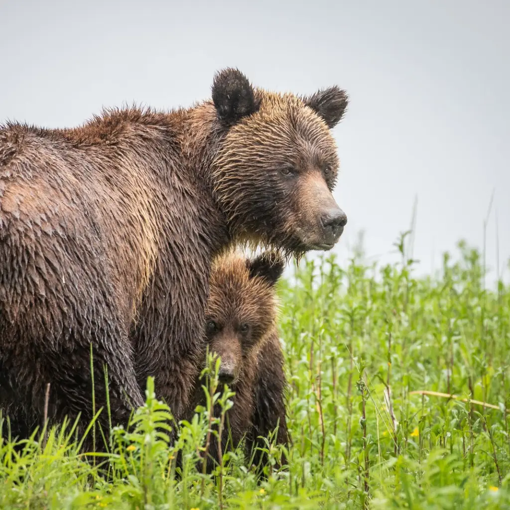Eine nasse Grizzlybärin steht aufmerksam in üppiger grüner Vegetation, während ihr Junges dicht hinter ihr Schutz sucht, gesichtet auf einer Wildtier-Tour im Great Bear Rainforest, British Columbia, Kanada.