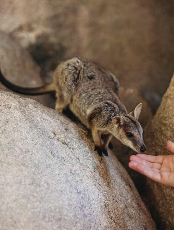 Australien Queensland Magnetic Island Wallaby