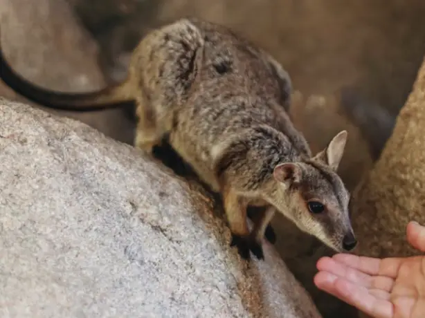 Australien Queensland Magnetic Island Wallaby