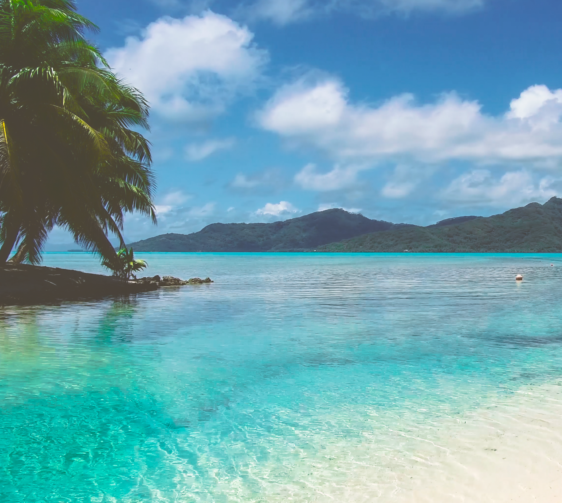 Blue sea and a palm tree in the Pacific Islands.